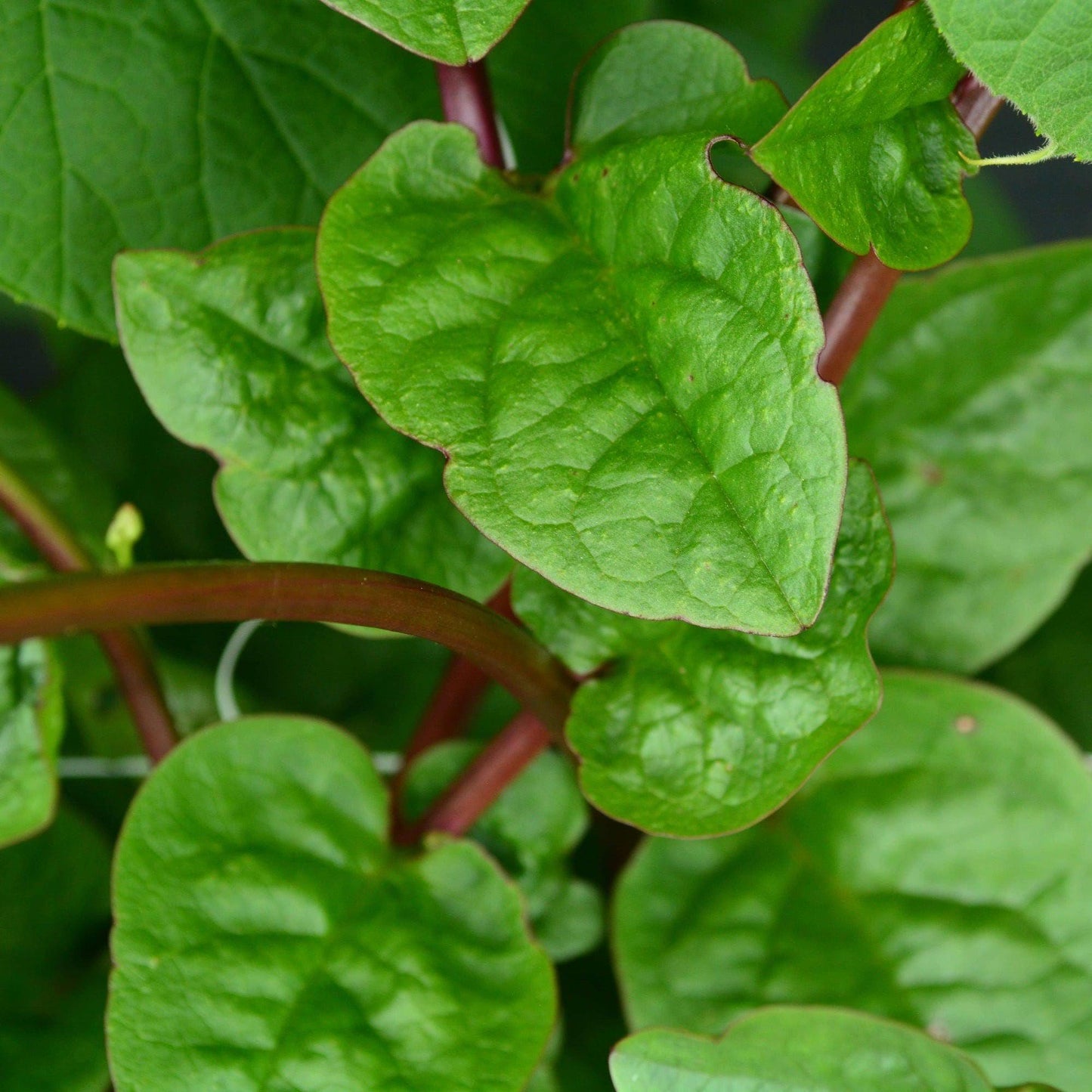 Red Malabar Spinach Seeds, Heirloom Non-GMO Mong Toi Do