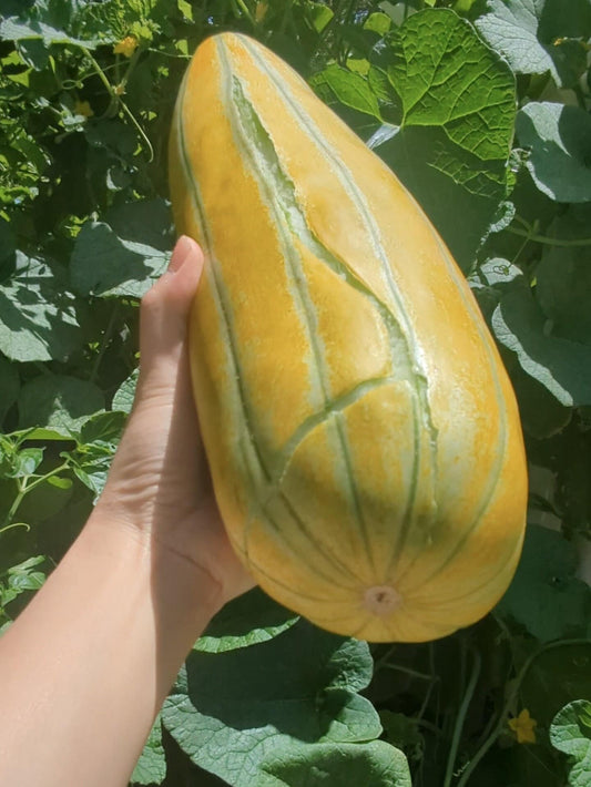 Dua Gang Thai Muskmelon Seeds, Long Musk Melon, Easy To Grow