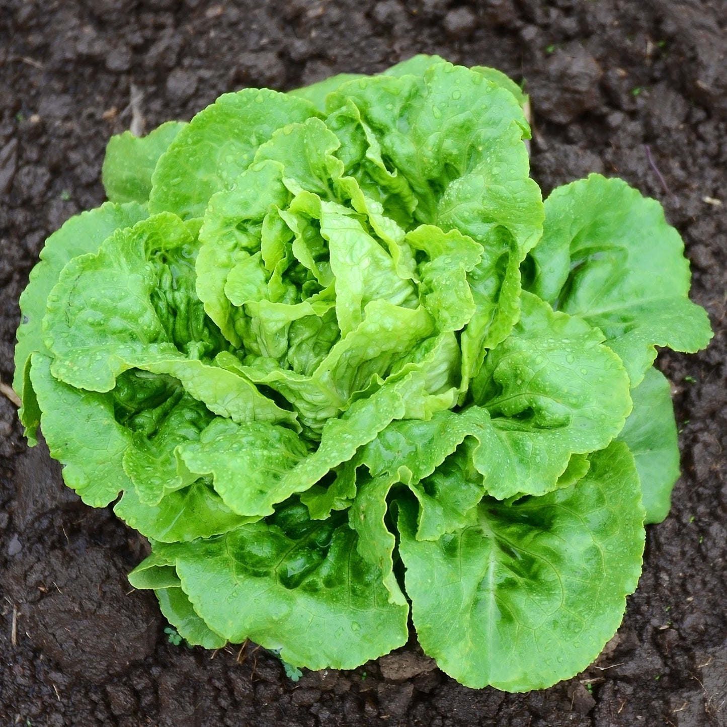 Organic Buttercrunch Lettuce Seeds – Heirloom, Non-GMO