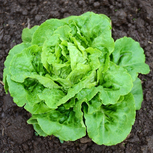 Organic Buttercrunch Lettuce Seeds – Heirloom, Non-GMO