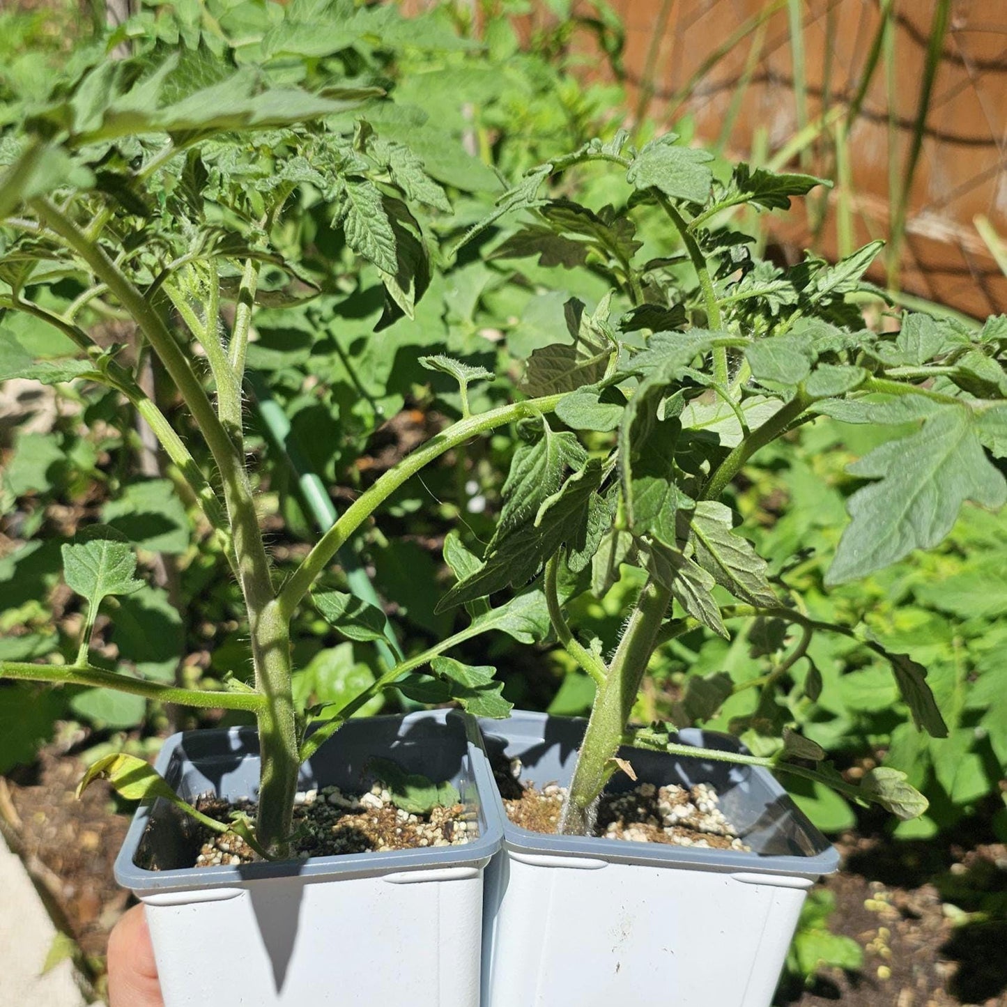 LIVE Beefsteak Tomato Plants – Healthy, Strong, Heat-Tolerant and Productive, Easy to Grow and Maintain, High Yield and Ready To Grow