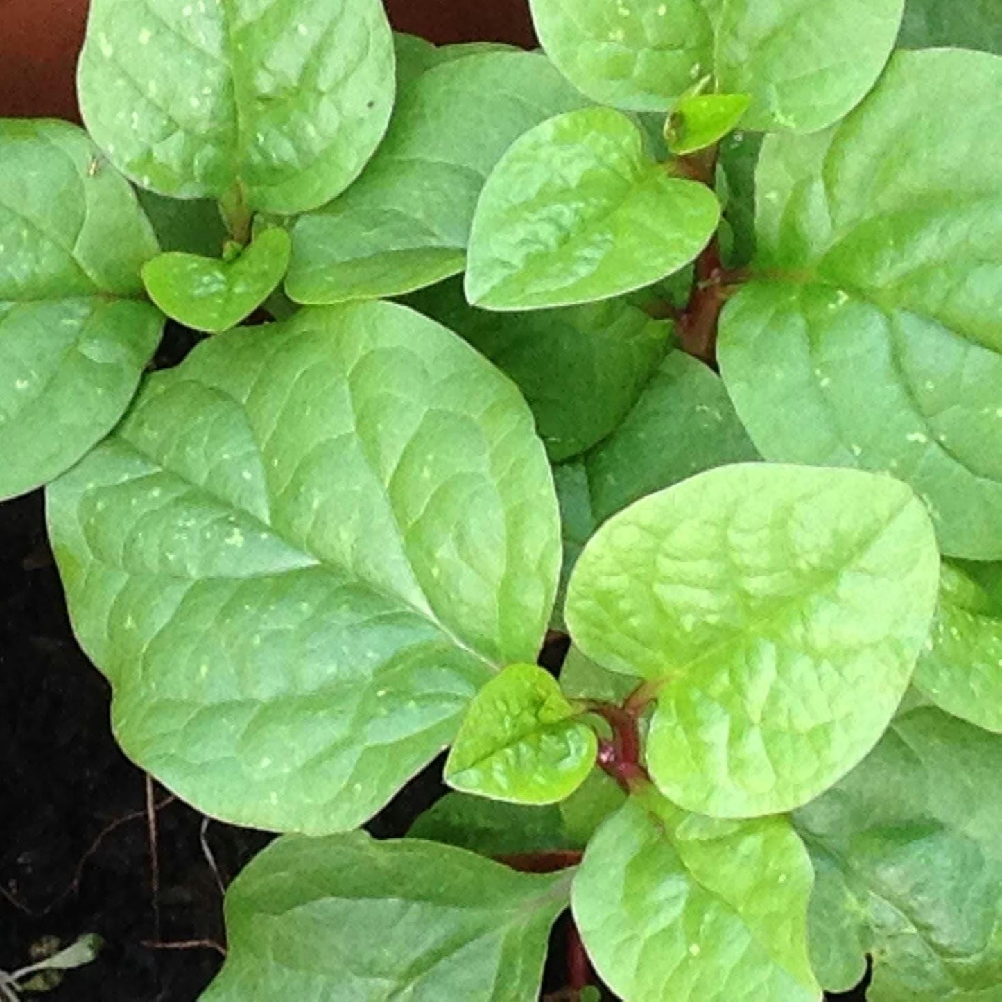 Red Malabar Spinach Seeds, Heirloom Non-GMO Mong Toi Do