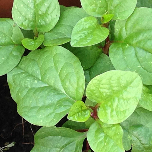 Red Malabar Spinach Seeds, Heirloom Non-GMO Mong Toi Do