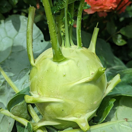 Early White Vienna Kohlrabi Seeds, Heirloom Non GMO