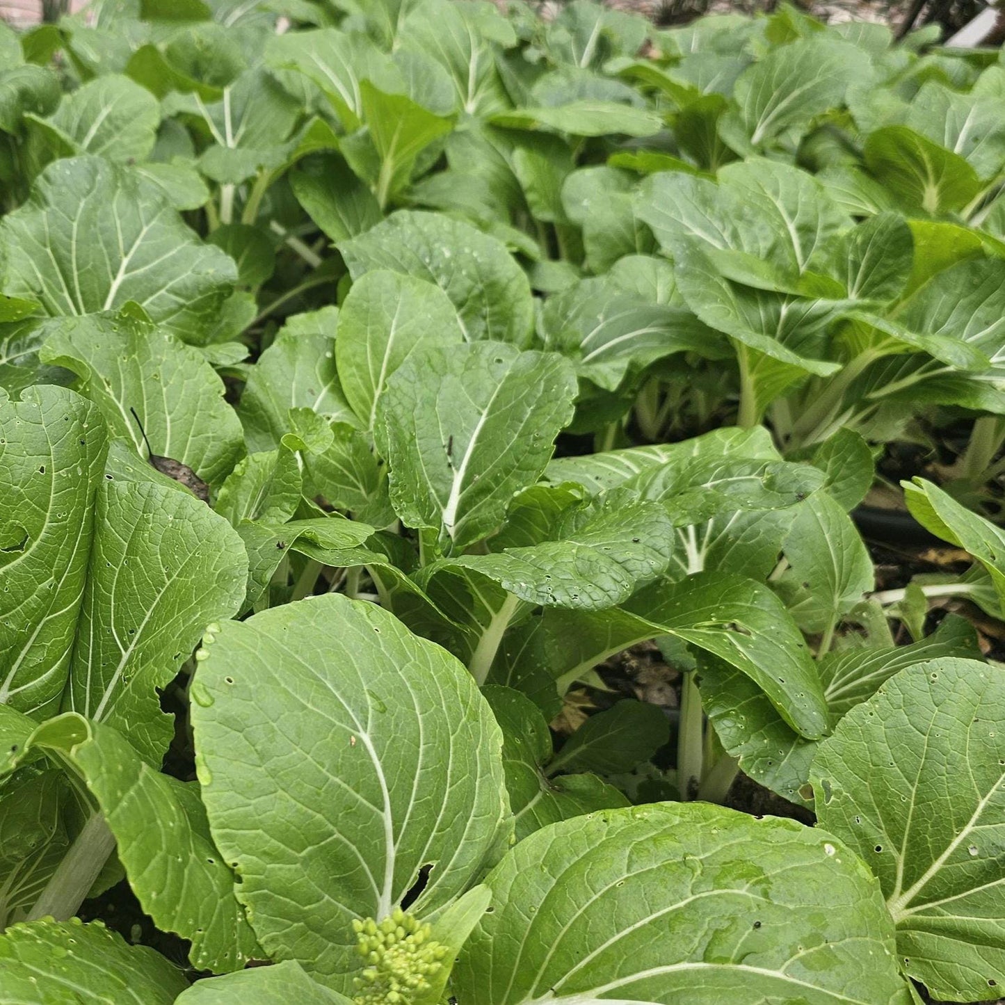 White Stem Pak Choi Seeds, Heirloom Bok Choy, Fast Growing Greens