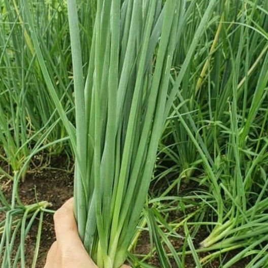 Green Onion Seeds – Easy-to-Grow Scallions for Year-Round Harvest – Non-GMO Heirloom Bunching Onions for Garden, Pots & Containers