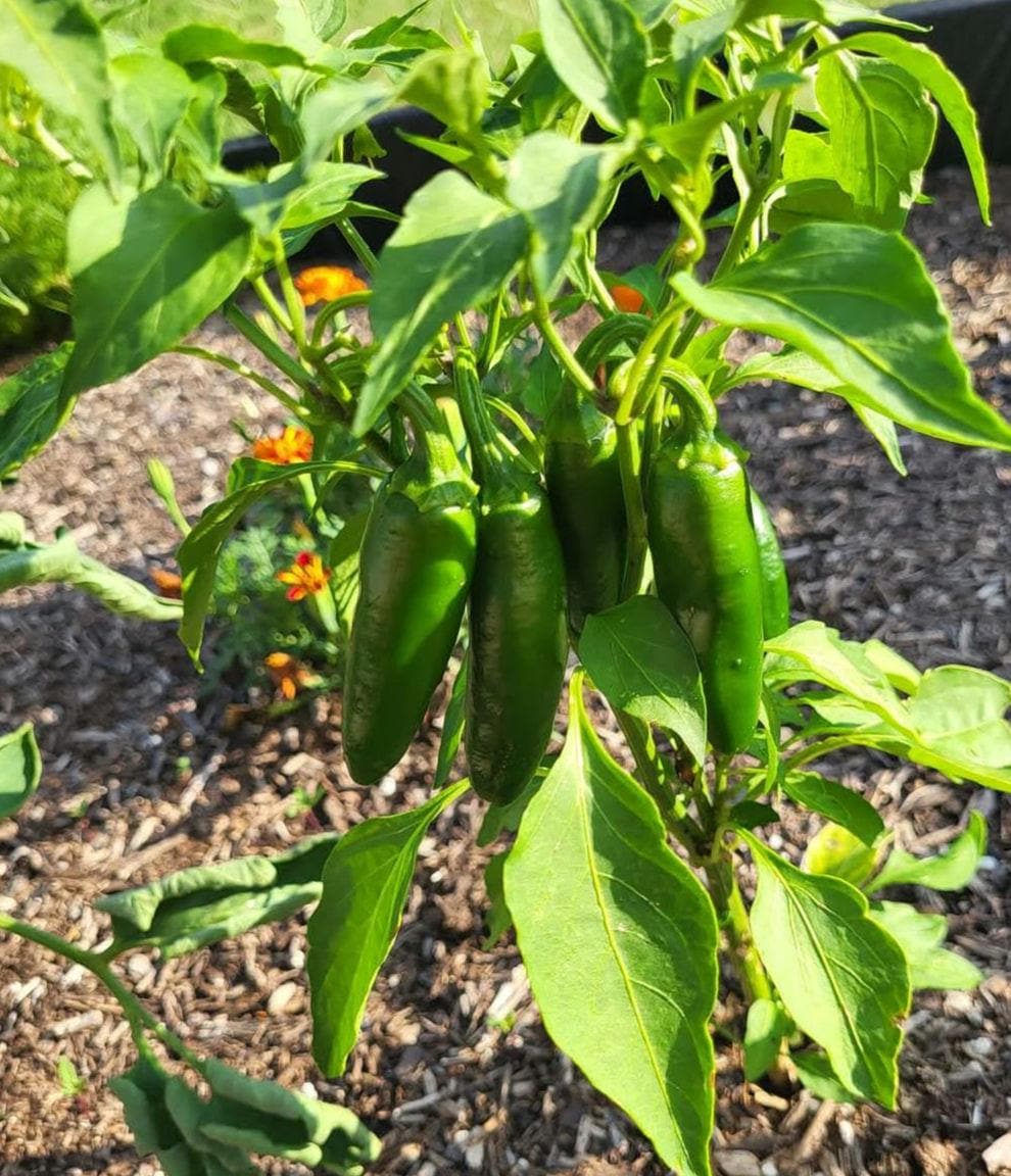 Live Jalapeño Pepper Plant | High Yield, Medium Heat