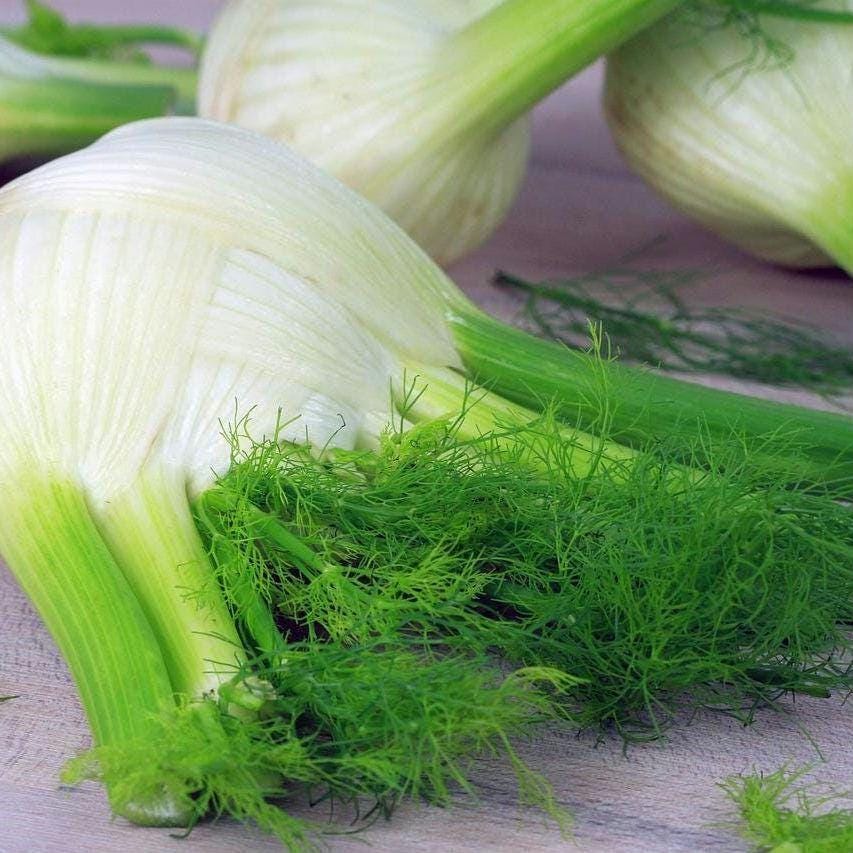 Heirloom Fennel Seeds – Aromatic Herb, Culinary and Medicinal
