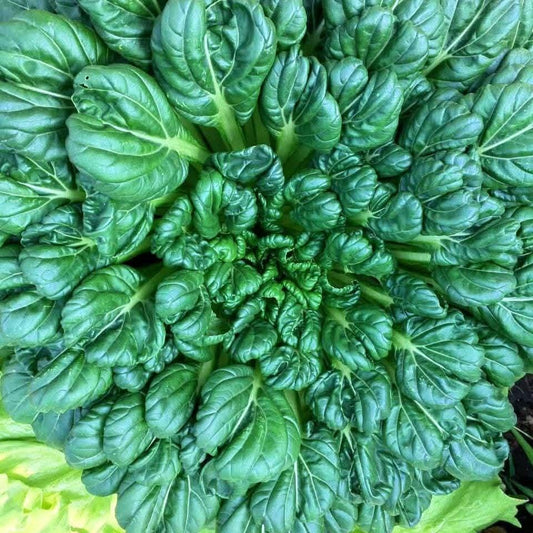 Tatsoi Pak Choi Seeds, Heirloom Bok Choy, Easy Grow