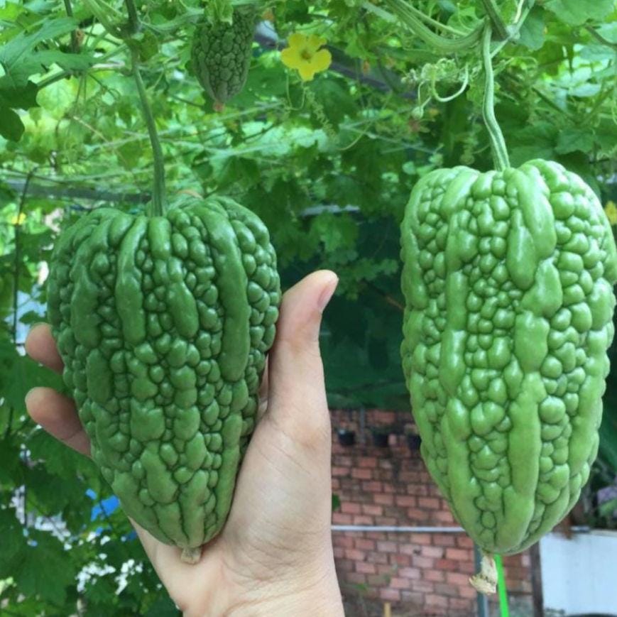 Heart-shaped Bitter Melon Gourd Seeds, Bitter Gourd, Bitter Squash, Kugua, Bitter Cucumber Non-GMO Bitter Melon
