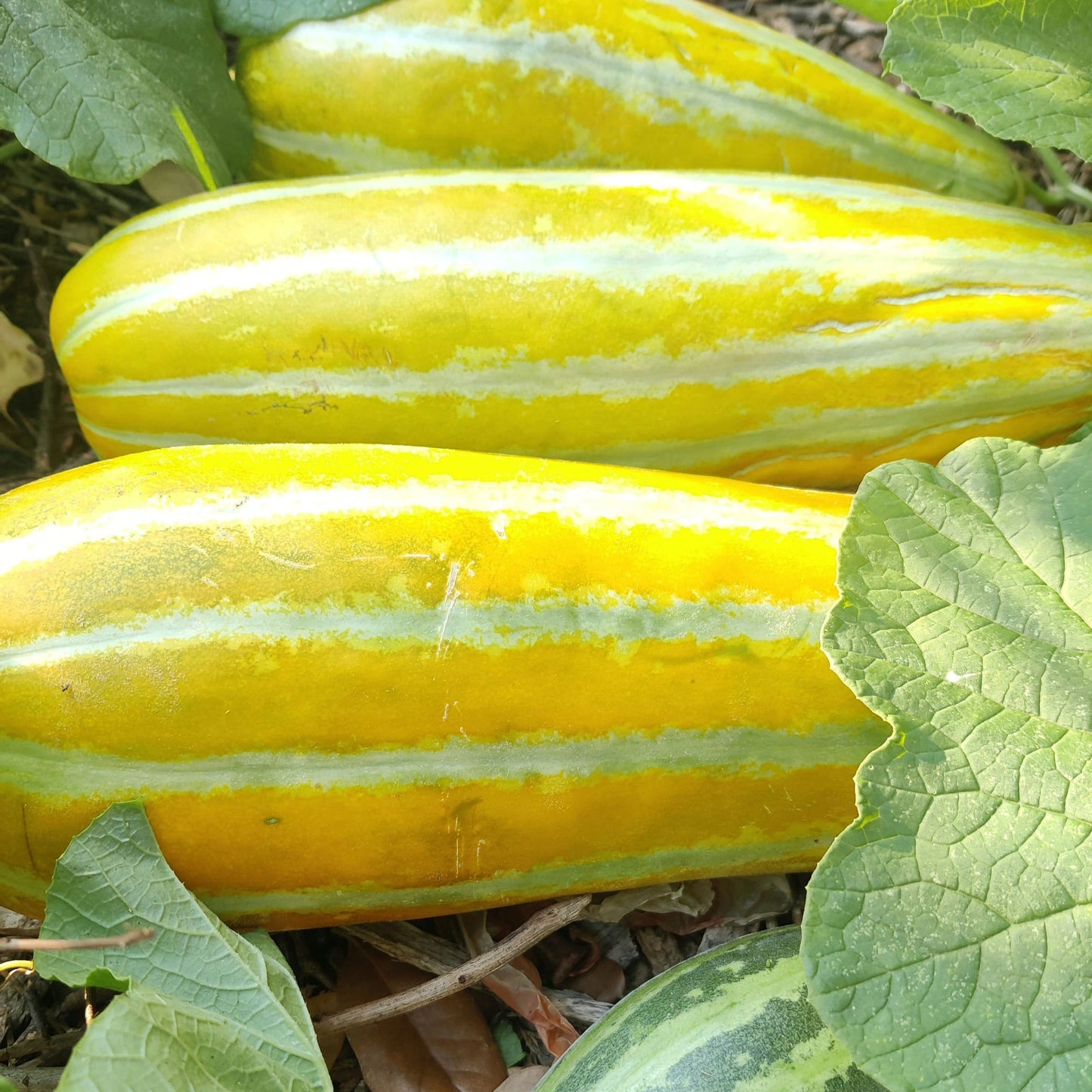 Asian Muskmelon Seeds, Dua Gang, Easy To Grow