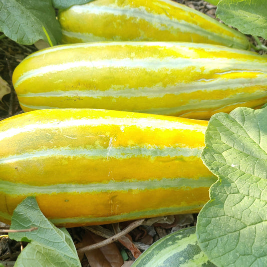 Asian Muskmelon Seeds, Dua Gang, Easy To Grow