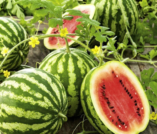 Crimson Sweet Watermelon Seeds, Heirloom Non-GMO