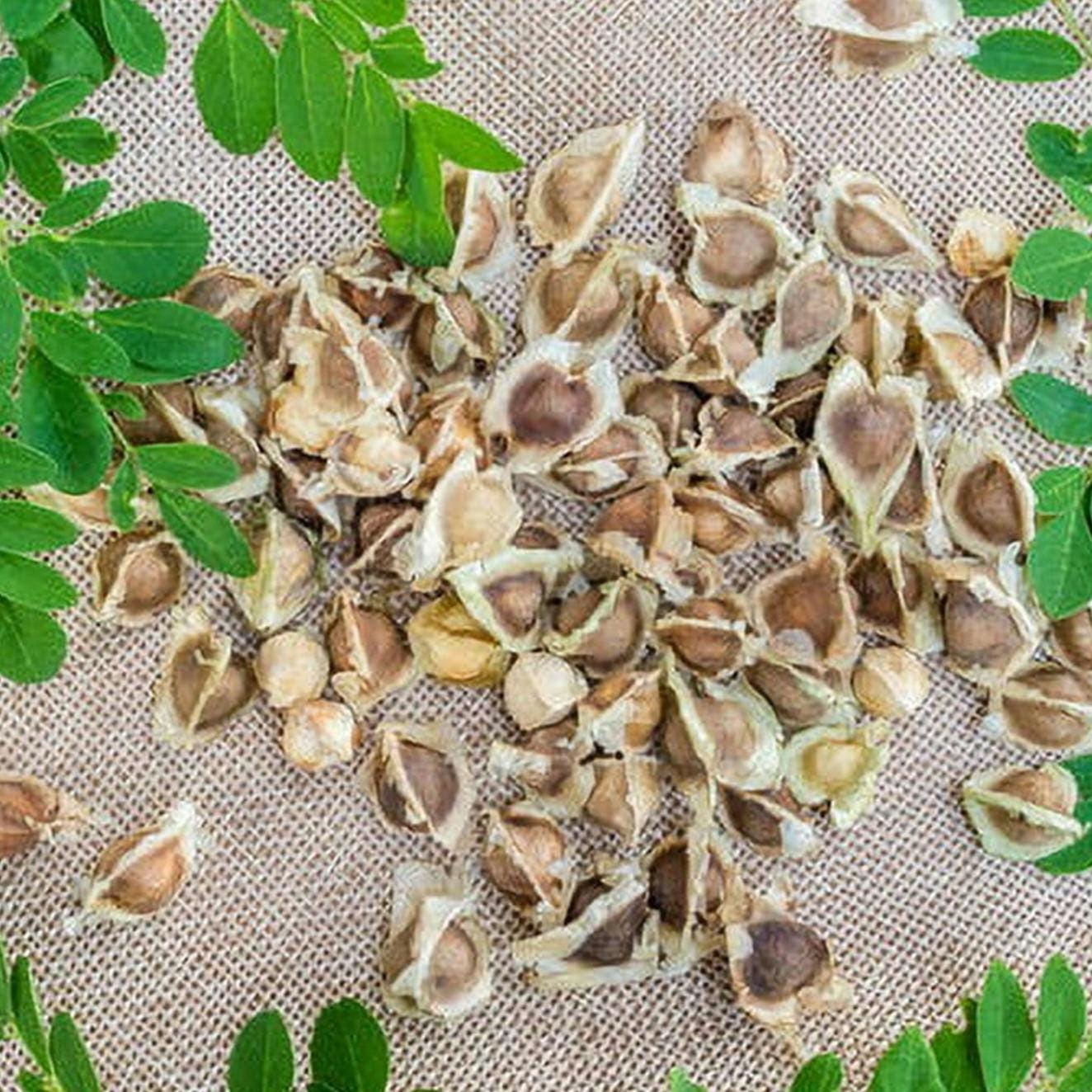 Moringa Seeds – Heirloom, Non-GMO, High Germination Drumstick Tree Seeds, Easy to Grow, Fast-Growing Superfood Tree for Garden or Containers