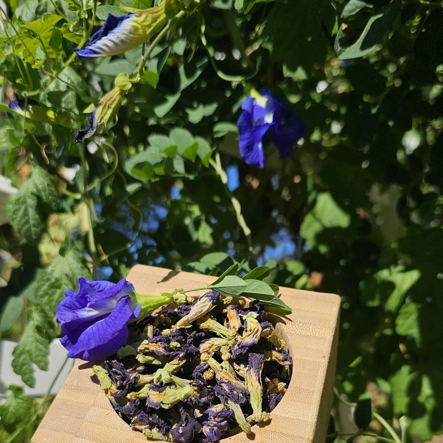 Butterfly Pea Seeds | Clitoria Ternatea | Blue Herbal Tea Plant | Natural Food Coloring | Edible Flowers & Vine | Non-GMO, Easy to Grow