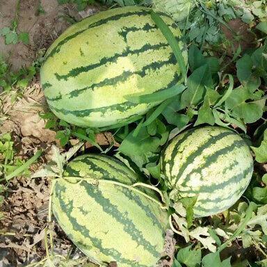 Crimson Sweet Watermelon Seeds, Heirloom Non-GMO