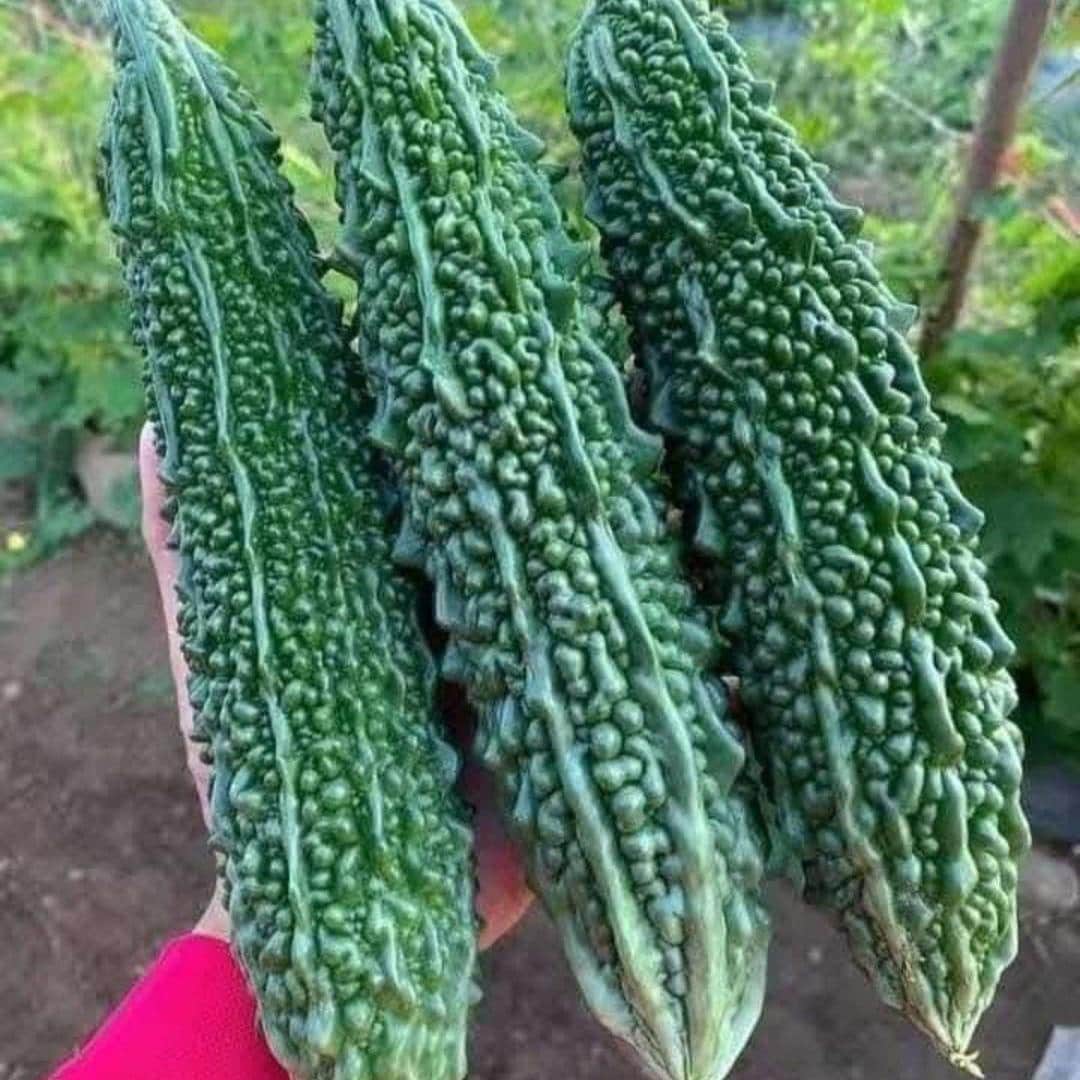 Indian Bitter Melon Gourd Seeds, Non-GMO Heirloom Bitter Melon Seeds