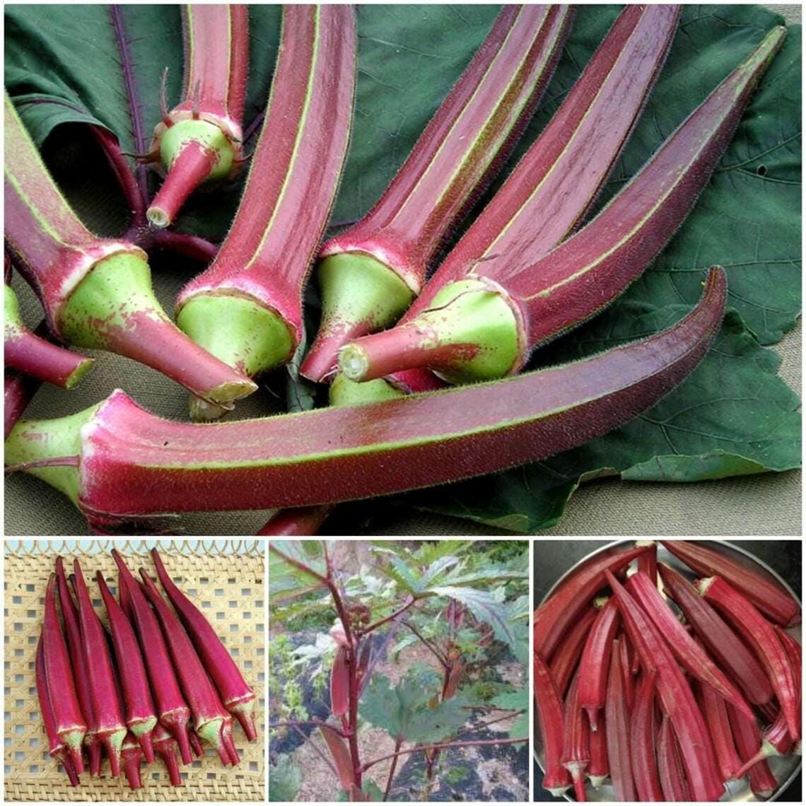 Red Burgundy Okra Seeds | Vibrant Color, Tender Pods | Heirloom Non-GMO Okra