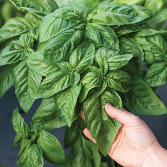 Italian Large Leaf Basil Seeds, Heirloom Aromatic Herb, High Germination, Culinary Garden Essential