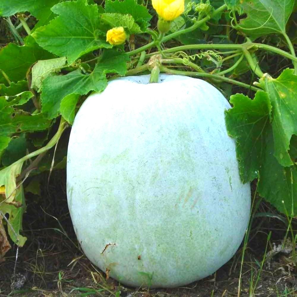 Winter Melon Seeds - Heirloom Ash Gourd for Asian Gardens