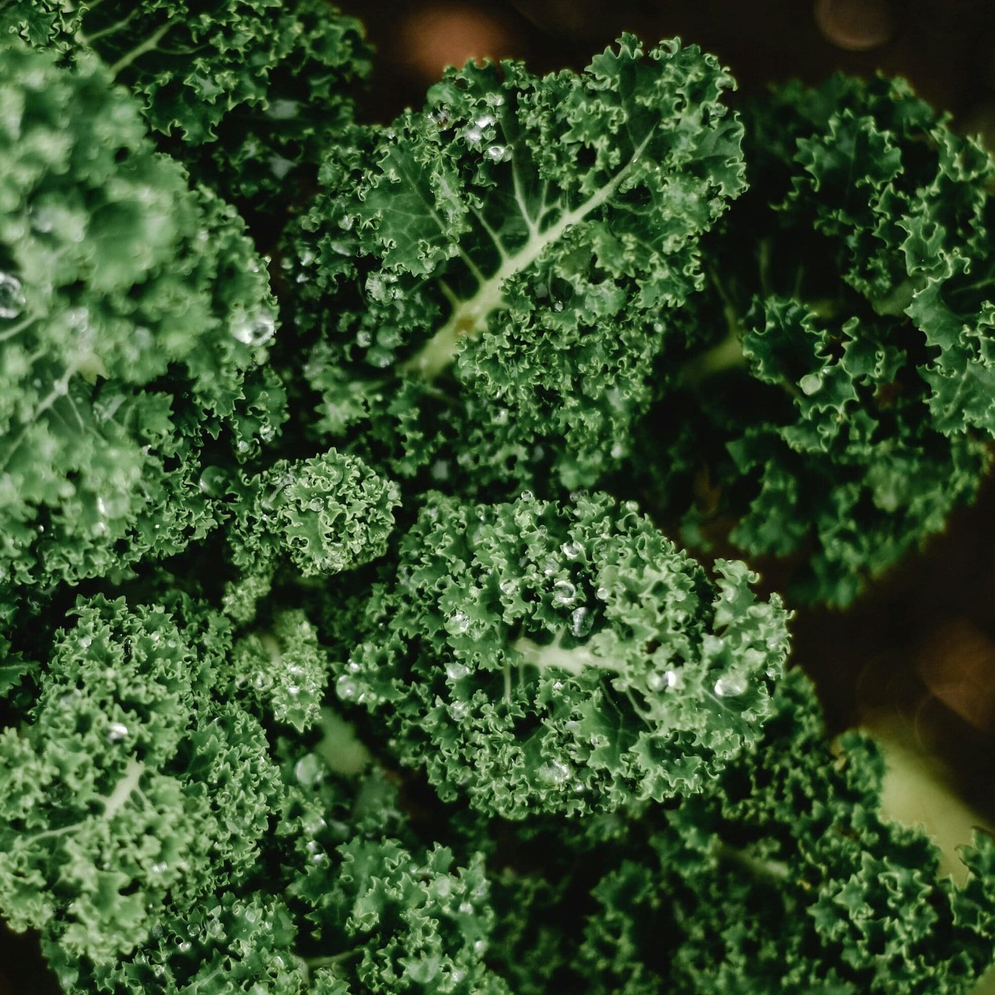 Dwarf Siberian Kale Seeds, Non-GMO Heirloom Variety