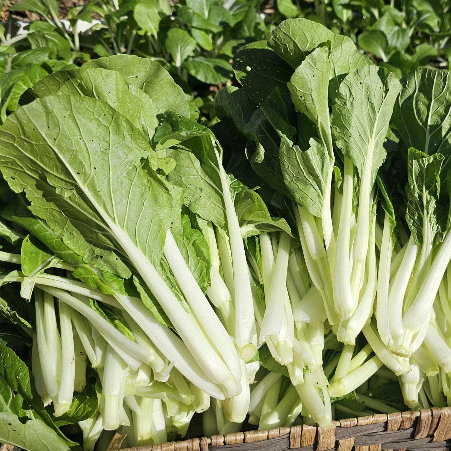 White Stem Pak Choi Seeds, Heirloom Bok Choy, Fast Growing Greens