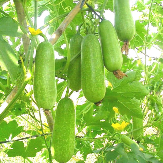Winter Melon Seeds – Hairy Gourd, High Germination Heirloom Vegetable – Easy-to-Grow Tropical Gourd for Soups, Stews and Stir-Fries