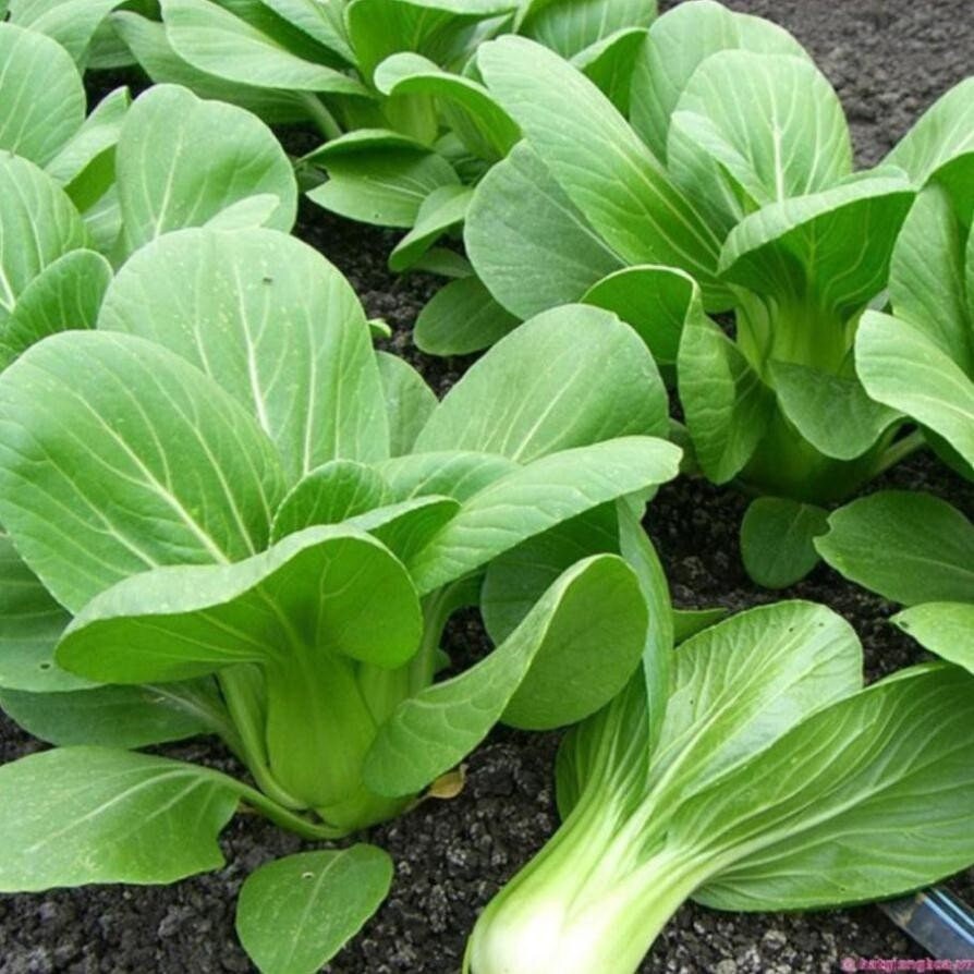 Heirloom Bok Choi Seeds, Fast Growing, Easy Grow