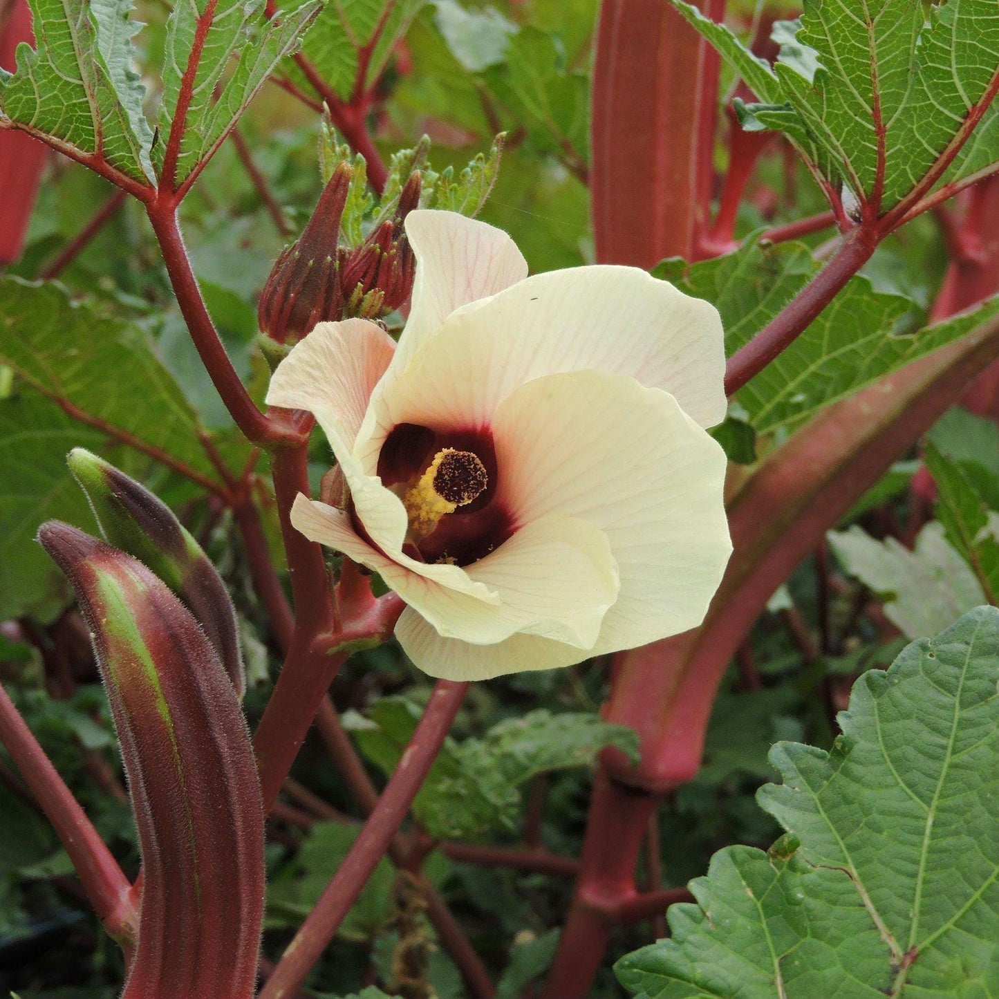 Jing Orange Okra Seeds | Vibrant Color, Tender Pods | Heirloom Non-GMO Orange Okra