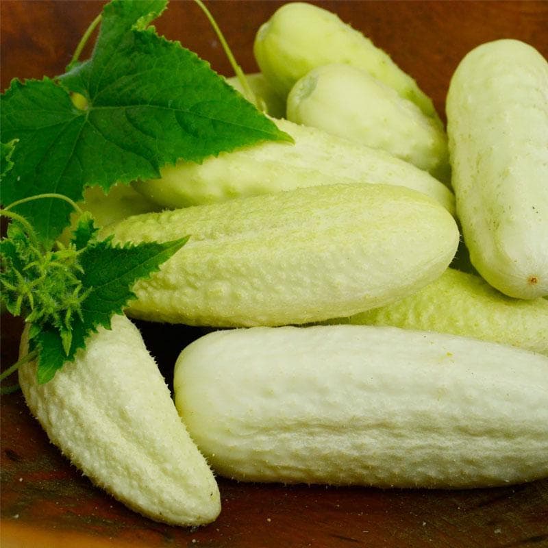 White Wonder Cucumber Seeds | Heirloom Non-GMO, Mild & Crisp