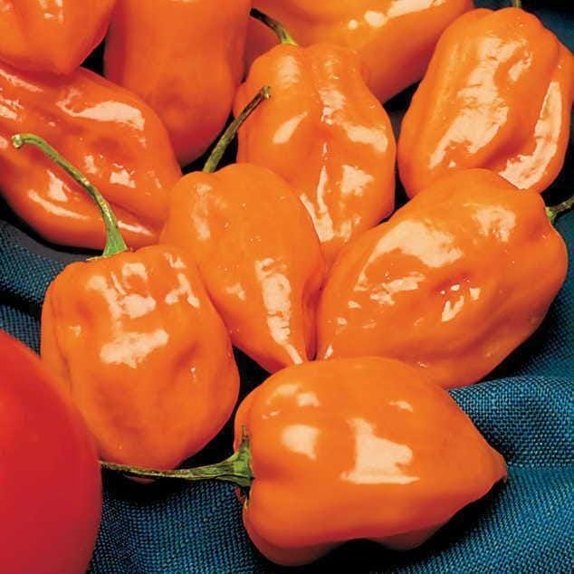 Orange Habanero Pepper Seeds, Heirloom Non-GMO Chilli