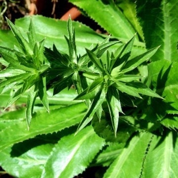 Vietnamese Culantro Seeds (Ngo Gai) – Non-GMO, Bold Flavor Herb