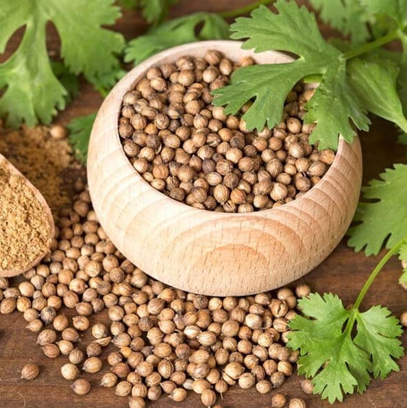 Slow Bolt Cilantro Seeds, Heirloom Coriander Herb, Home Garden