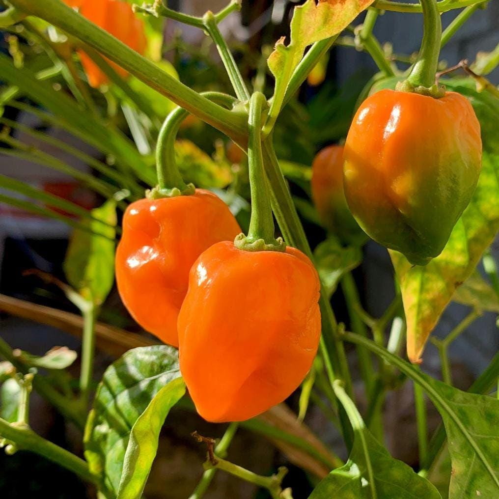 Orange Habanero Pepper Seeds, Heirloom Non-GMO Chilli