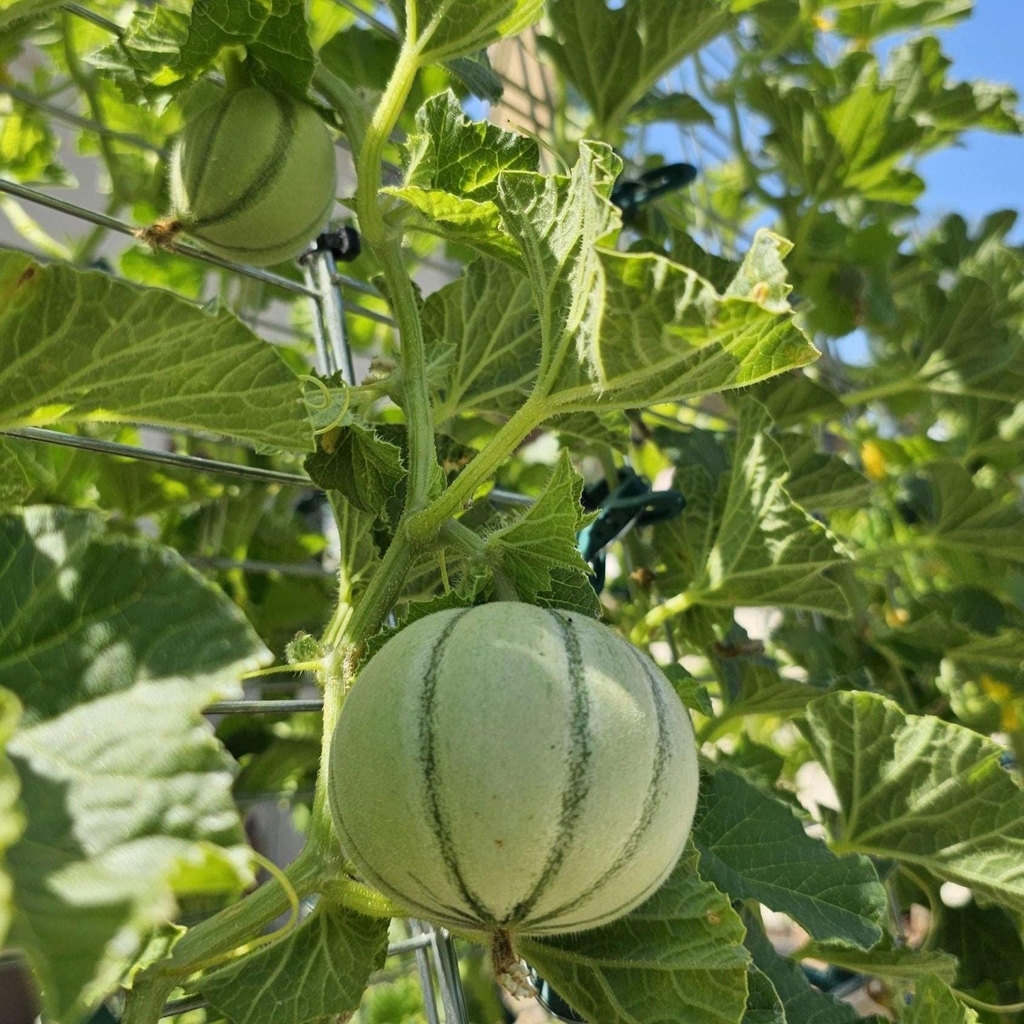 Charentais Melon-French Cantaloupes -Cavaillon Melons-Heirloom, Non-GMO, Sweet-Sweet-Fragrant French Melon Seeds