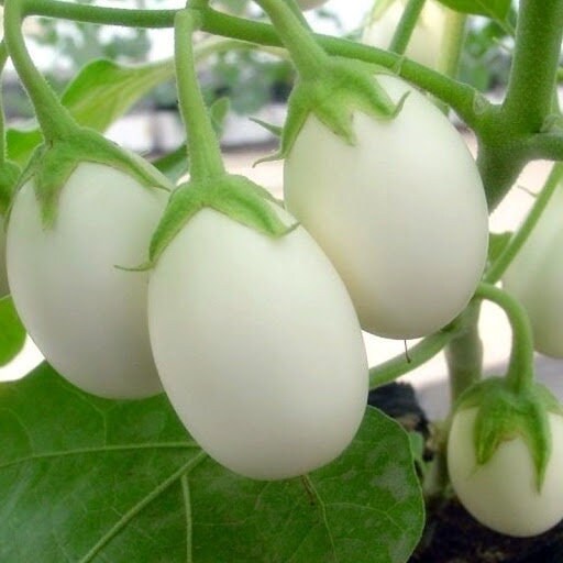Japanese White Eggplant Seeds, Non-GMO, Easy-to-Grow Heirloom Seeds, Compact, High-Yield, Mild & Tender Fruits for Garden or Containers