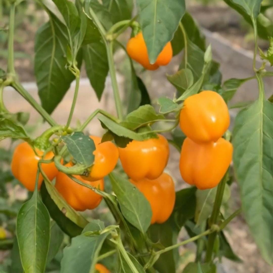 Mini Yellow Bell Pepper Seeds – Sweet, Crisp, Non-GMO, High Yield