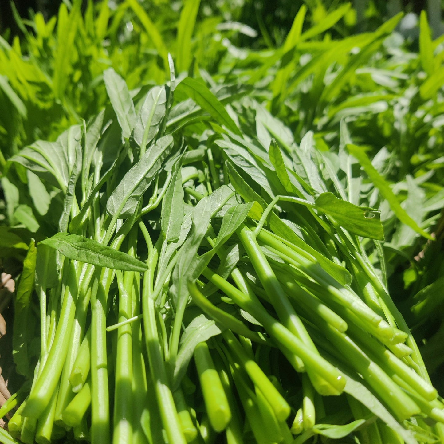 Water Spinach Seeds - Rau Muong, Kangkong, Ong Choy