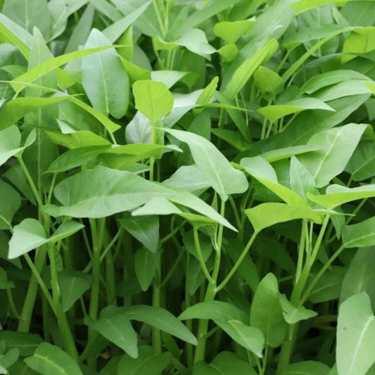 Big Leaf Water Spinach Seeds | Rau Muong La Lon, Kangkong, Ong Choy | Tropical Asian Green, Fast-Growing, Easy to Grow in Warm Climates
