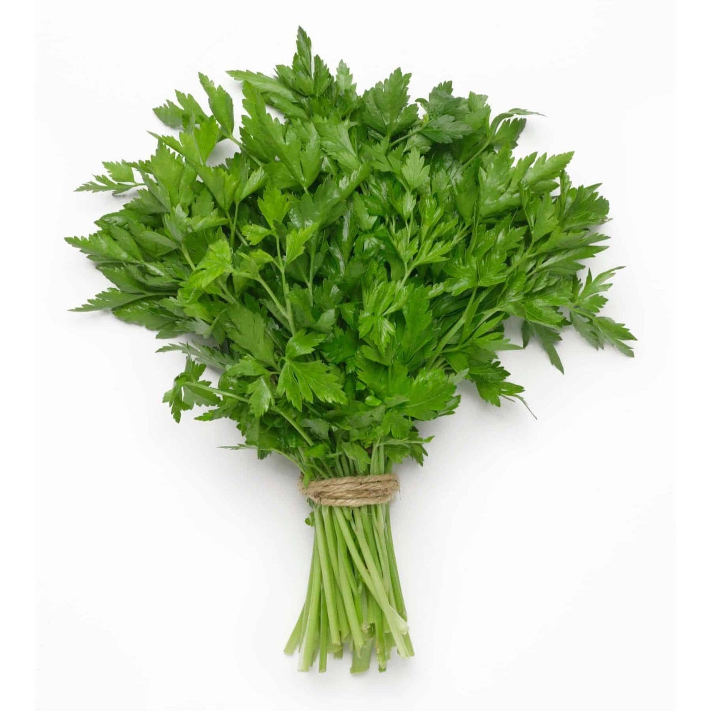 Italian Flat Leaf Parsley Seeds | Dark Green Heirloom Parsley | Non-GMO, Aromatic Culinary Herb, High Germination