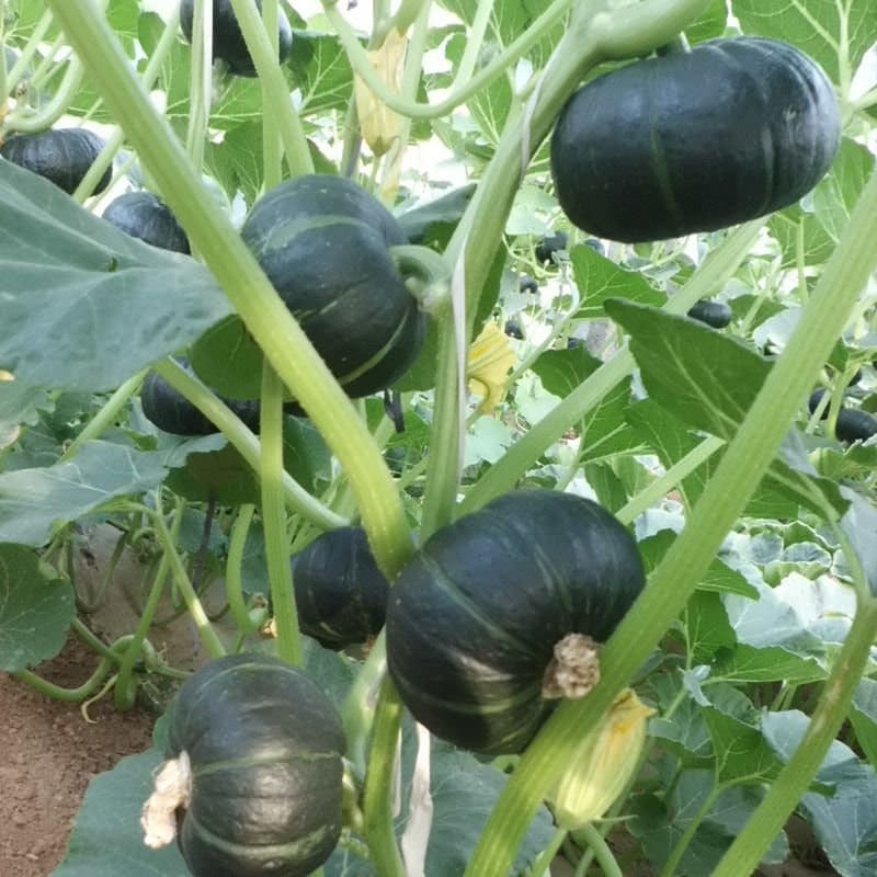 Kabocha Pumpkin Seeds - Japanese Heirloom Variety