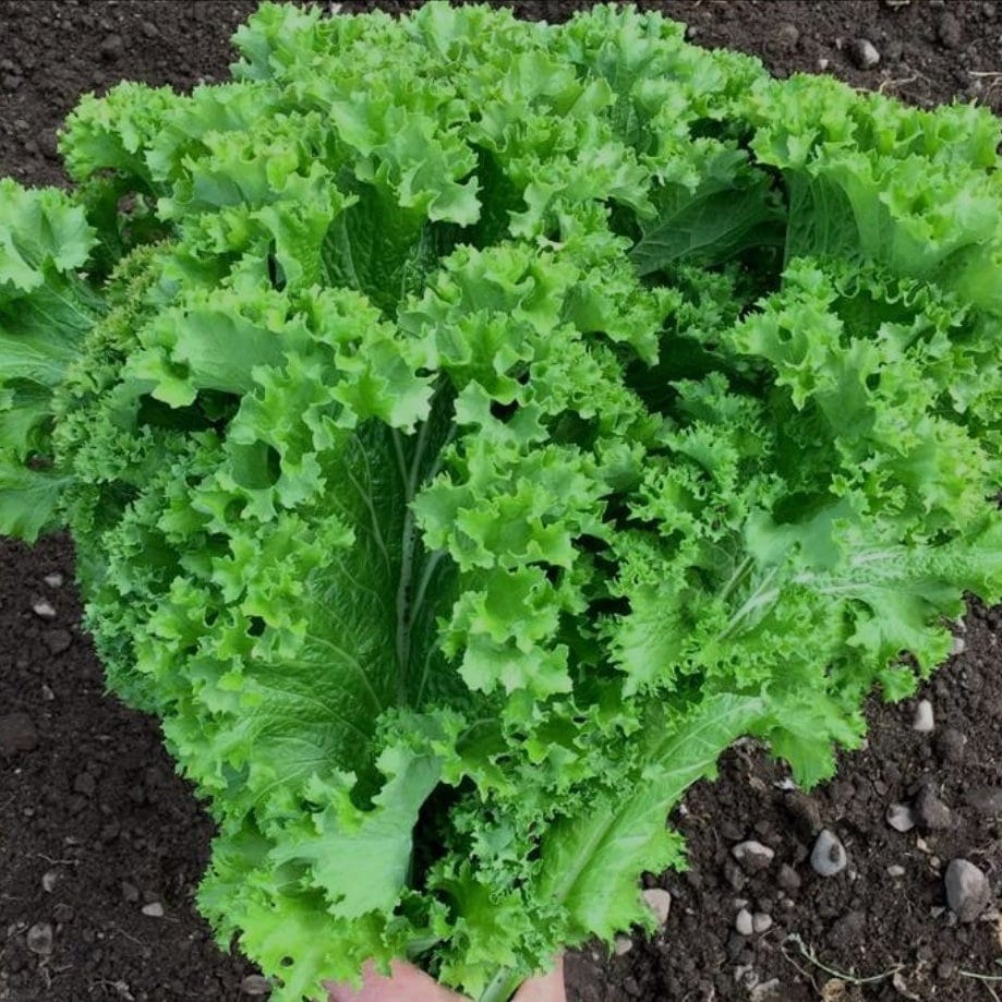 Southern Giant Mustard Seeds | Heirloom Non-GMO