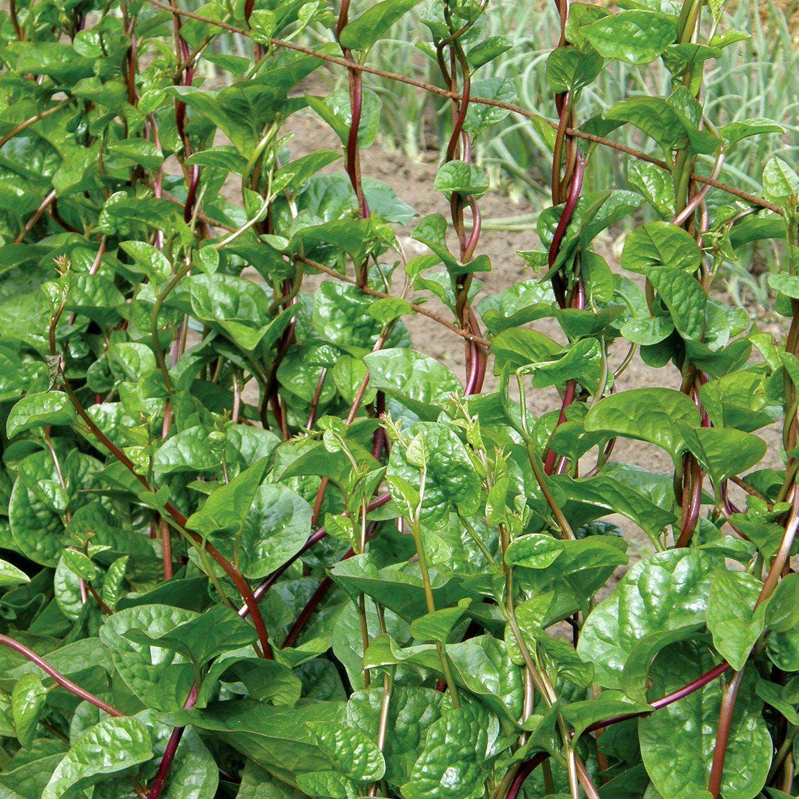 Red Malabar Spinach Seeds, Heirloom Non-GMO Mong Toi Do