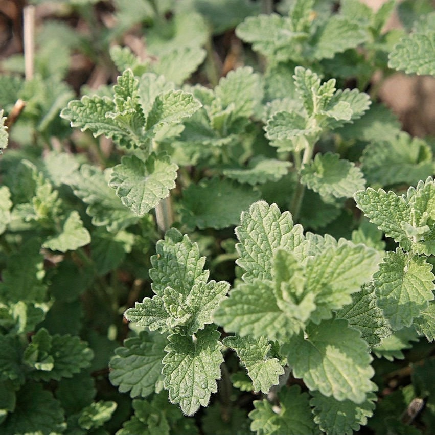 Non-GMO Catnip Seeds, Easy to Grow, Herb Seeds (1000+)