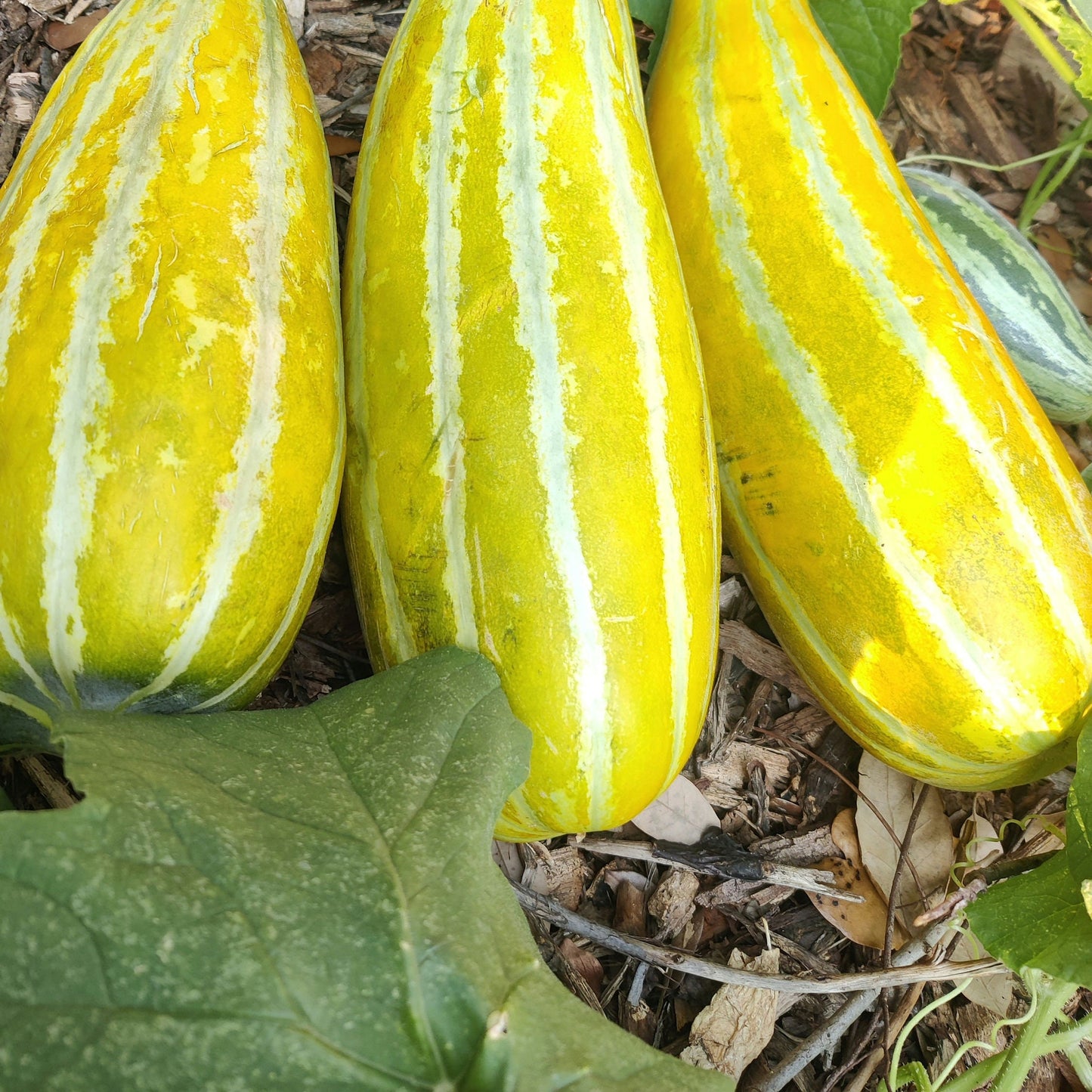 Asian Muskmelon Seeds, Dua Gang, Easy To Grow