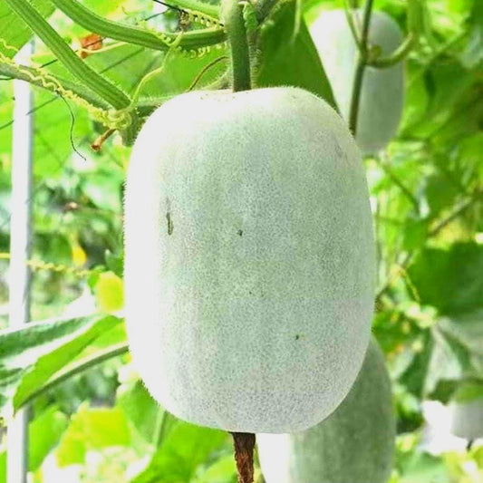 Winter Melon Seeds - Heirloom Ash Gourd for Asian Gardens