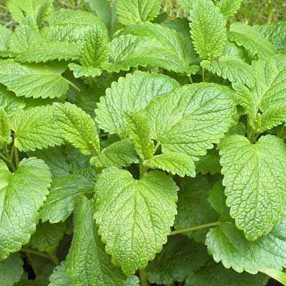 Heirloom Lemon Balm Seeds – Non-GMO, Perennial Herb