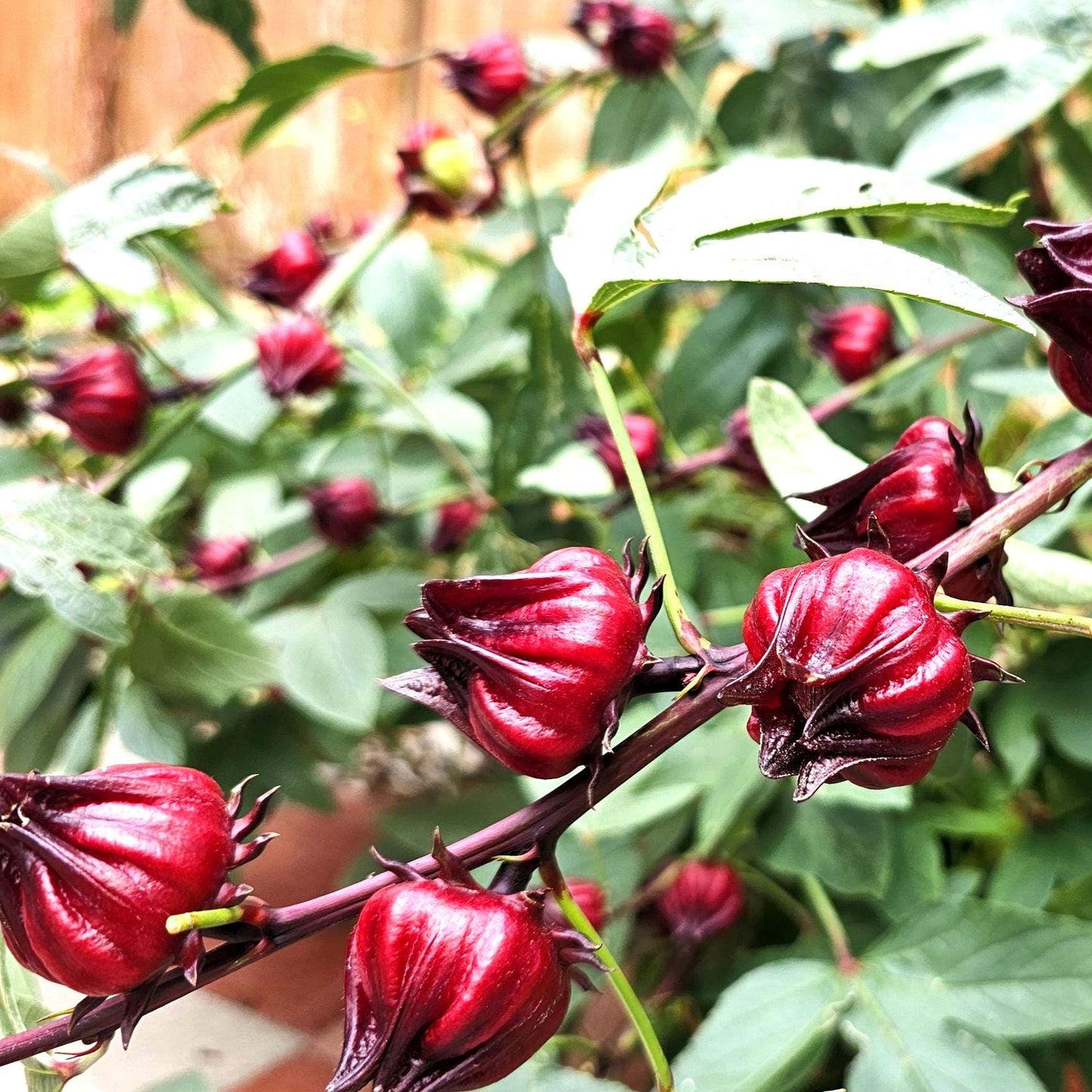 Roselle Hibiscus Seeds | Organic Tropical Tea Plant | Crimson Blooms | Grow Hibiscus Sabdariffa for Herbal Tea & Natural Dye | Non-GMO Seeds