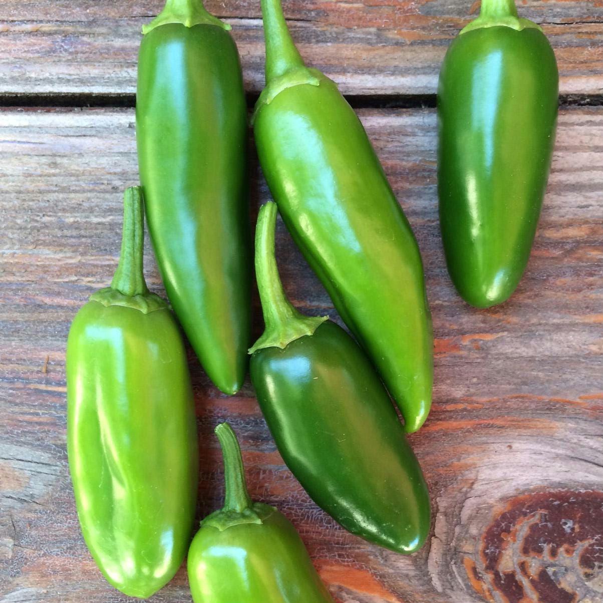 Live Jalapeño Pepper Plant | High Yield, Medium Heat
