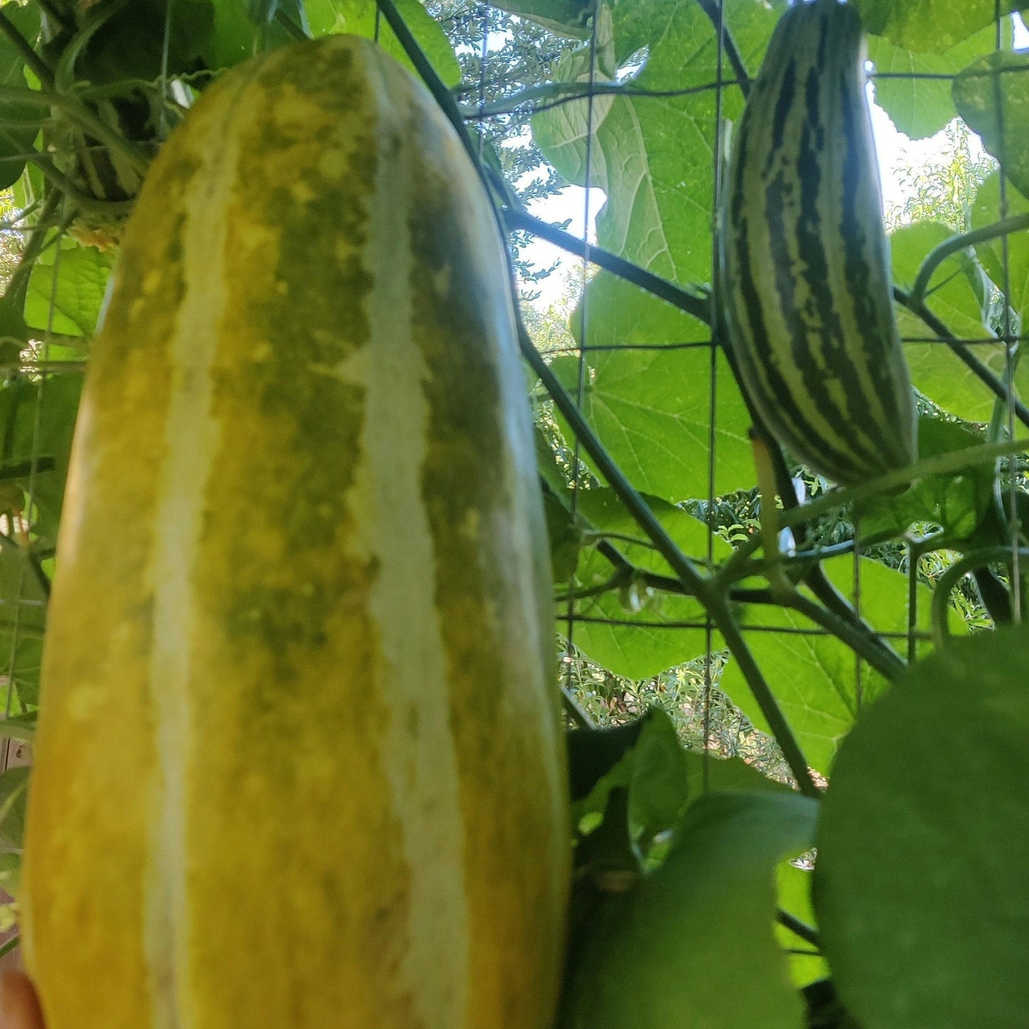 Asian Muskmelon Seeds, Dua Gang, Easy To Grow